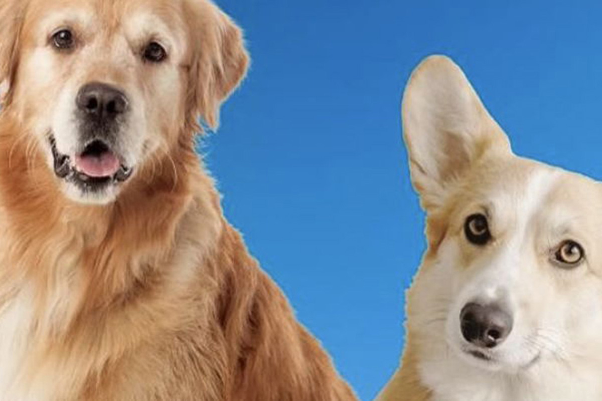 Dog Club Miami Rescue