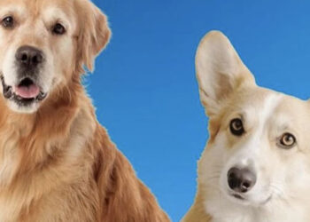 Dog Club Miami Rescue