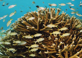 fish swimming near coral
