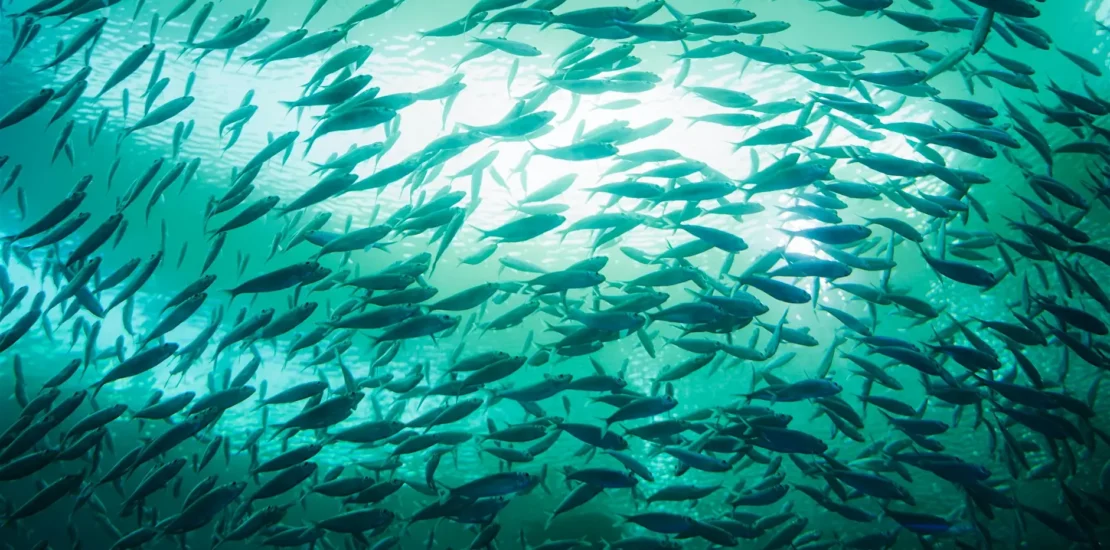 APR 11 | Forces of Nature