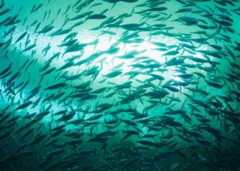 APR 11 | Forces of Nature