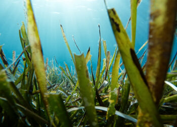 seagrass